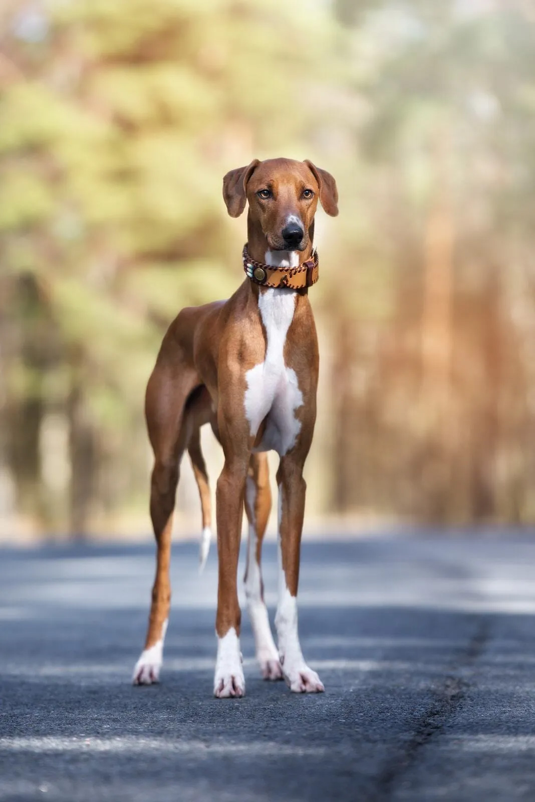 10 reasons why pet sitting is the best way to travel Europe